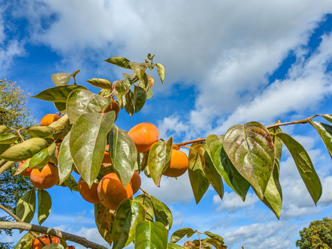 福岡の太陽が育てたあま〜い甘い甘い『富有柿』2.5Kg Mサイズ（約12個 優ランク）｜ご家庭用にも 【冬ギフト】 にもぴったり！
