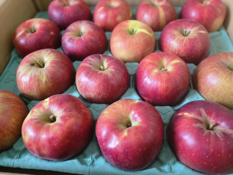 残り3ケース🍎お菓子作り用🥧✨訳あり品 紅玉 5キロ箱 商品ID96210  長野県 信州 安曇野 リンゴ 幻 幻のリンゴ 予約 希少 旬