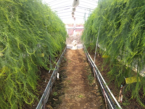 シャキシャキ！さぬきのめざめ秀品Lサイズ夏芽１㎏