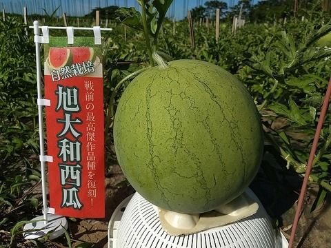 【復刻！】旭大和西瓜 Mサイズ