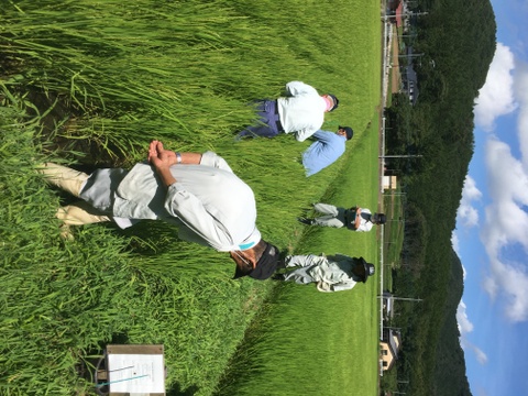 【お米のプロが作るお米！】
令和7年産 コシヒカリ (白米5kg/茨城県笠間産)