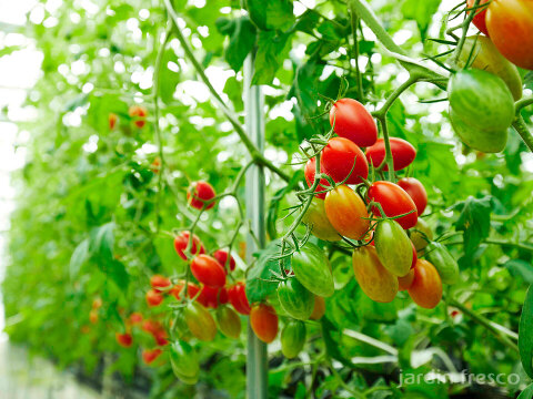 シュガープラム2kg 糖度10度以上の高リコピン(13mg)極甘・完熟・高糖度ミニトマト　ジューシーな甘さがクセになる(300004)