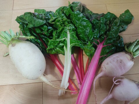 ✨【宝探しBOX】畑の「もったいない」を詰め合わせ！もったいないを美味しく救う！旬の不揃い訳あり野菜おまかせ便（Mサイズ）✨農薬・化成肥料不使用