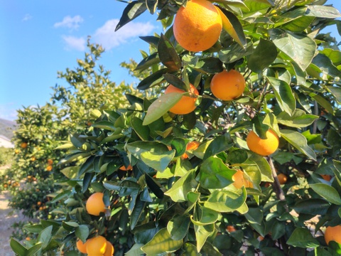 【アワード受賞福袋】ブラッドオレンジ「モロタロ福袋」　約5kg