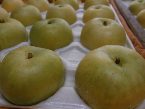 【鳥取県産】なつひめ　梨　約5kg