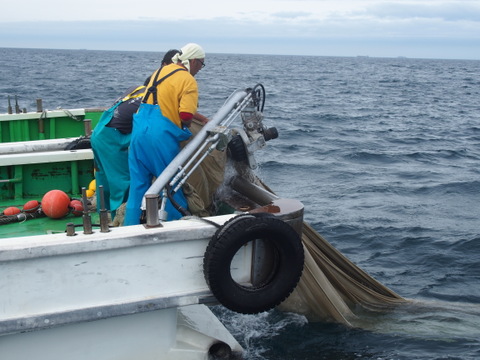 大きいサイズ しらす の大容量生姜佃煮セット 0g 4セット 800g 和歌山県産 食べチョク 農家 漁師の産直ネット通販 旬の食材を生産者直送
