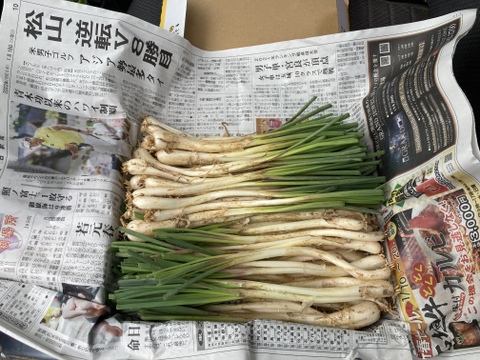 旬の採りたて 石垣島産 島らっきょう 500g 送料全国一律360円 石垣の塩 4種類 小分け 付き 沖縄県産の野菜 食べチョク 産地直送 産直 お取り寄せ通販 農家 漁師から旬の食材を直送