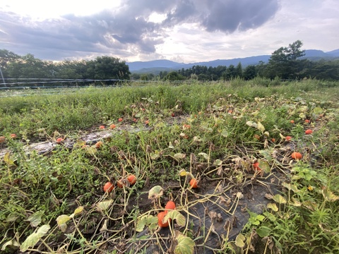【2玉約2.3ｋｇ】八ヶ岳西麓産　農薬化学肥料不使用　『打木赤皮甘栗かぼちゃ』