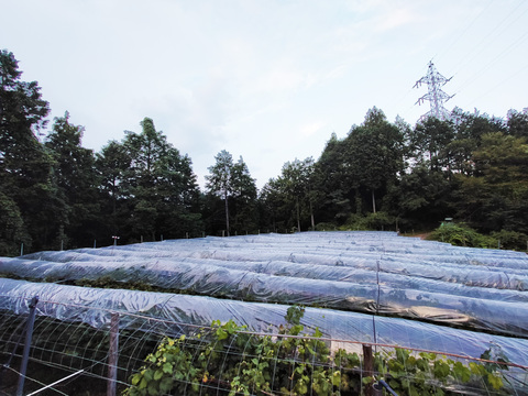 大粒！岡山県産ピオーネ２キロ（4〜5房）