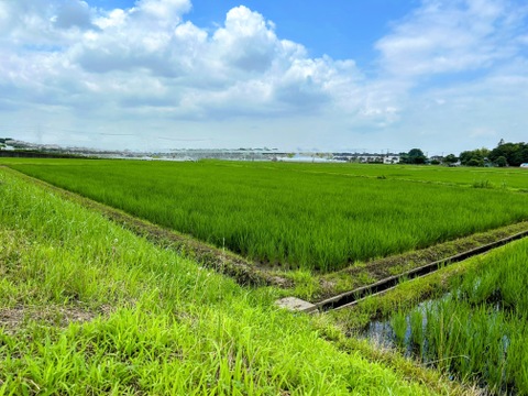 【令和7年産 こしひかり白米10㎏】　【9周年感謝祭】
