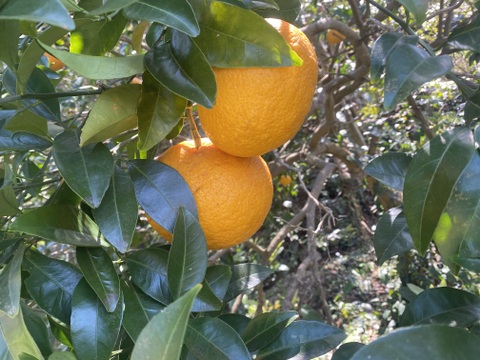 旬の柑橘　訳あり夏みかん10kg