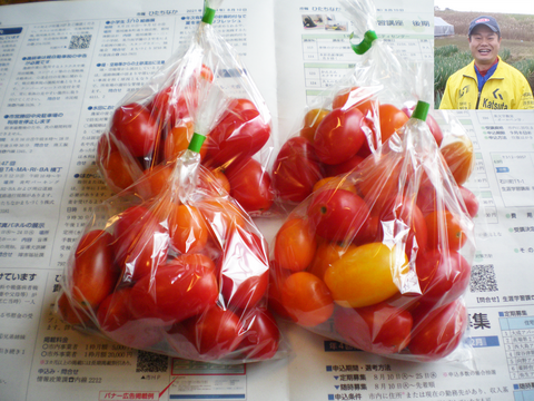 しんしん農園　露地栽培　ミニトマト　アイコ　甘み　旨み　15個程度/袋　4袋入り