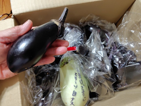 すずなり採れたて千両茄子！3kg