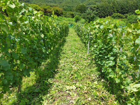 長野ワイン「HOSHIKUSO 2023」 750ml