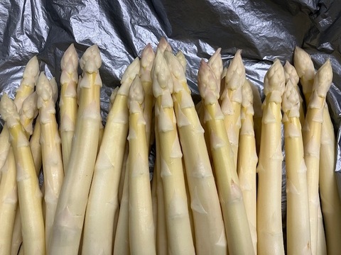 限定！！　静岡育ち　ホワイトアスパラガス　２Lサイズ500g