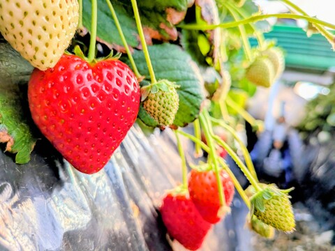栃木県産とちあいか！たっぷり約1kg！規格外のため格安！甘くて酸味が少ない品種です！