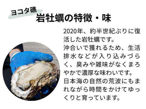 【夏期限定】ヨコタ礁天然岩牡蠣_生食用（中10個）