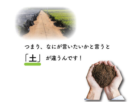 【実質送料無料】輝き／100g（3袋）猿島茶 ブラックアーチ農法 日本茶インストラクター お茶 緑茶 深むし茶