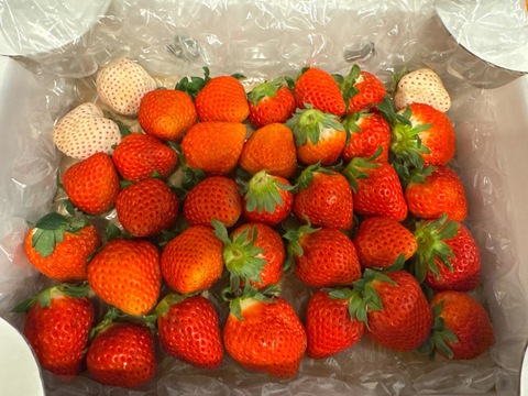 【さがほのか】5月の❤️きらきら🍓ほのかちゃん3箱