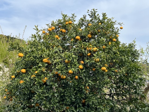 【訳あり】新鮮 甘夏 あまなつ！受注後に収穫！ 湯河原産 4kg 9-12個程度【栽培期間中農薬不使用】