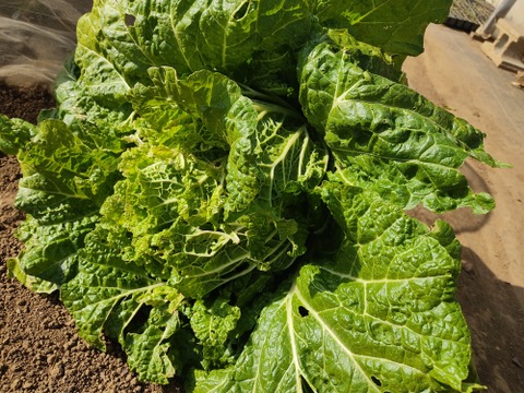 ✨農薬・化成肥料不使用の新鮮白菜「魂の白菜」約4㎏✨