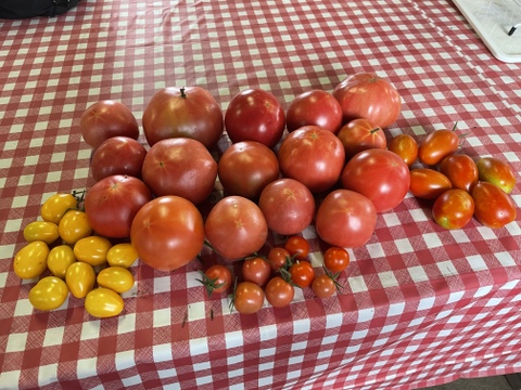 増量‼️てんとうむしの色々トマト1.8キログラム