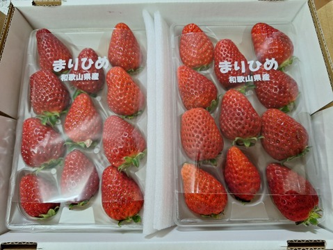 朝採りいちご　まりひめ　22粒　ゆりかーご発送