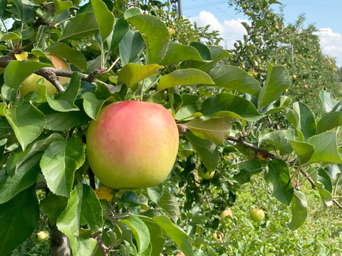 芳醇な甘み “ぐんま名月”  5kg(13～16玉) 贈答用 信州安曇野産 りんご 人気商品