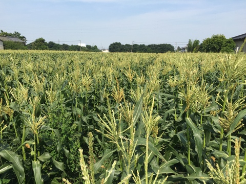 【朝採り】フルーツみたいなミラクルコーン🌽🌽🌽　み・ら・い　(味来)  5kg  (2L〜3Lサイズ　11〜12本)