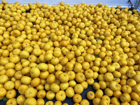 農薬も化学肥料も不使用の自然栽培の多田錦柚子に甜菜糖と地元の蜂蜜で作った柚子シロップ(200ml)