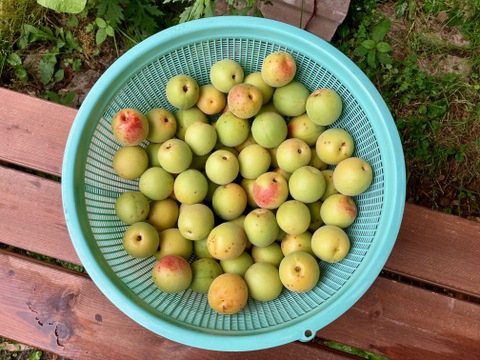 グリーン様 山梨県産 樹成り中熟~完熟 白加賀梅 10kg 青梅 終了