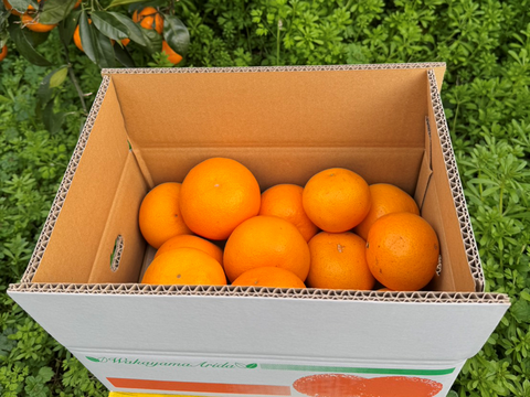 甘くて爽やかな希少柑橘🍊春峰【良品・サイズ混合・3kg箱】