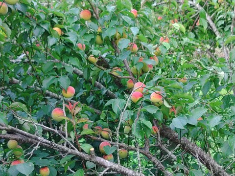 自然のままの大きい完熟梅1.8㎏！自然豊かな山梨県上野原より