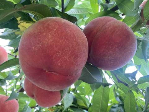 【先行予約】なつっこ 高糖度で硬めの桃✨朝採りその日に発送します