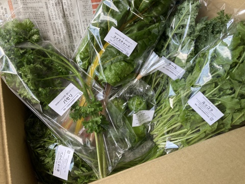 ☀️太陽にちょっぴり近い畑の☀️　季節の野菜セット【7品目】＃栽培期間中農薬・化学肥料不使用