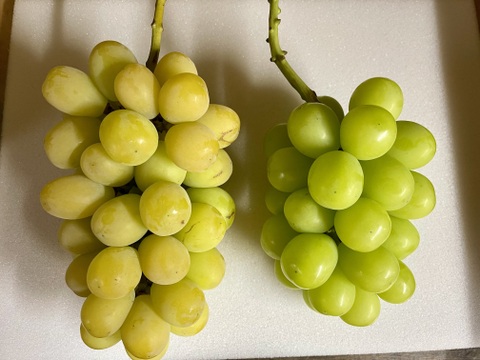 熟度いろいろシャインと、赤緑系ぶどうバラエティパック♪