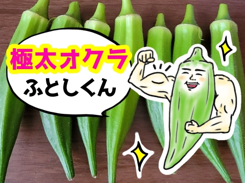 オクラ好き必食！しっかり歯応えと味わいの極太オクラ『ふとしくん』80本(約1.6kg)