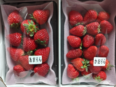 【あまりん・かおりん】食べ比べ２パック(500g)🍓