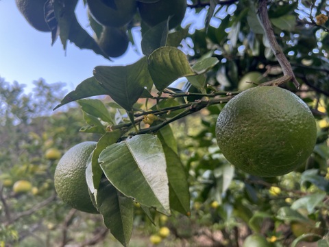 農薬不使用　ねこ農園の橙　2キロ