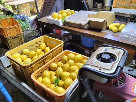 【訳あり】広島県産「これが夏レモン」《約18〜20個入》4kg以上