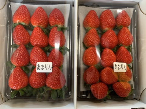 【あまりん・かおりん】食べ比べ２パック(500g)🍓