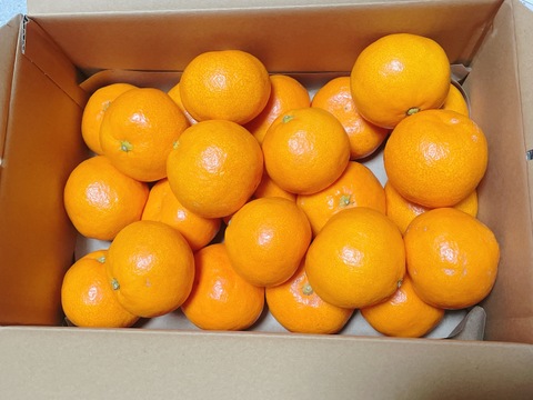 【冬ギフト】『樹上完熟早生みかん』約2kg SS~Lサイズ