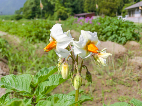 ピンクのじゃがいも ノーザンルビー 2kg 長野県産のじゃがいも 食べチョク 産地直送 産直 お取り寄せ通販 農家 漁師から旬の食材を直送