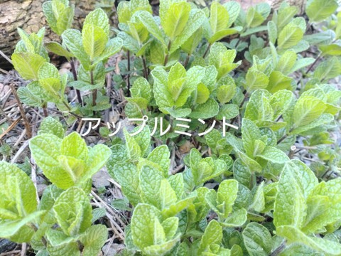 【セット商品Ｂ】ハーブセット🌿ハーブ３種のセット🌿ローリエ 🌿ローズマリー🌿オリーブの葉🌿☆自然栽培