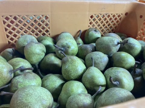 超農薬削減栽培6回のみ　訳あり小玉丸かじりラフランス 箱込4キロバラ詰め！　安心安全に丸かじり！