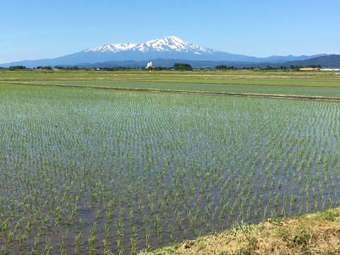 山形が誇るブランド米！山形県産特別栽培米つや姫（白米）６ｋｇ（２ｋｇ×３袋）