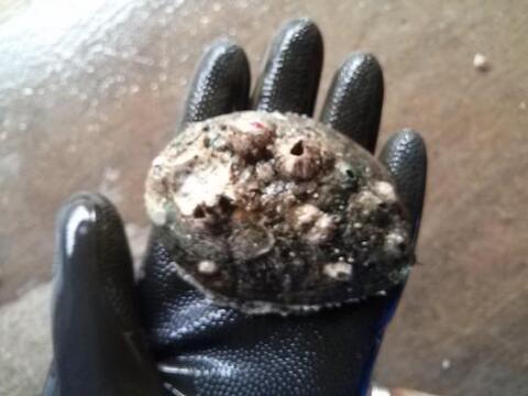 養殖活アワビ1キロ（約10～15個入り）　愛媛宇和島産　生きたままお届けします