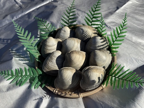 全国送料無料！大きなホンビノス貝10玉（100g~150g程度）