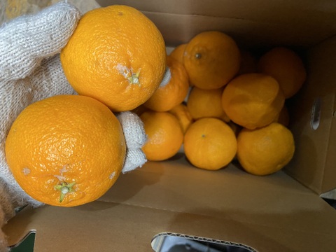 満足度最高！うわじまのデコ（不知火）【小玉家庭用】２．８ｋｇサンプル糖度１３度越え