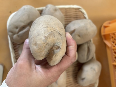 訳あり【自然栽培】皮ごと食べられるじゃがいも15kg